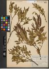 Foto von Salix triandra subsp. triandra L.